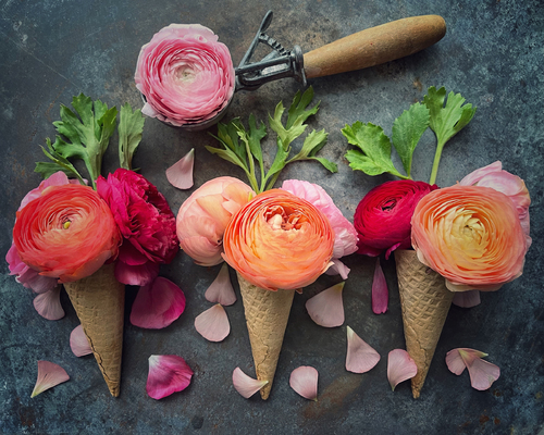 Ranunculus - One Scoop or Two?
