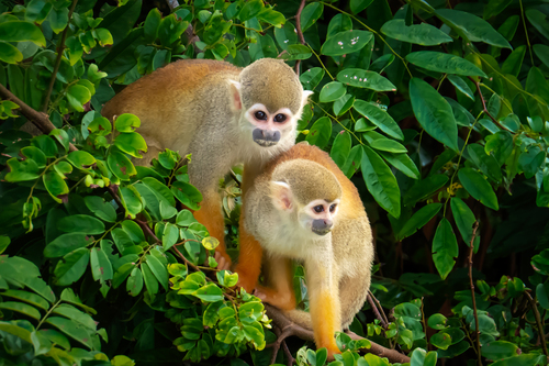 Black River Squirrel Monkeys