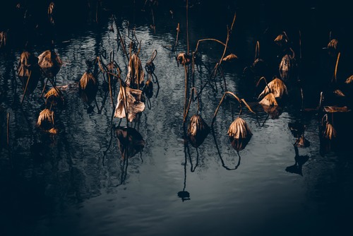 Collective sleep
