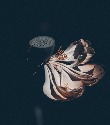 Last petals