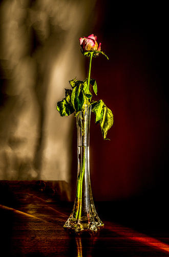 The Faithful Rose