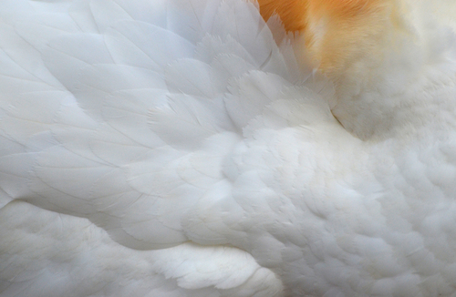 Of a Gannet