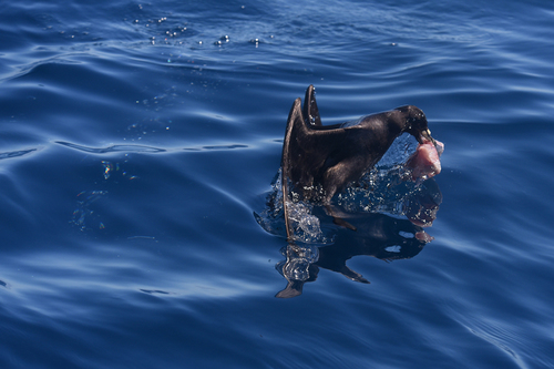 Surfacing