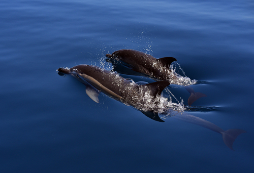 Common Dolphins