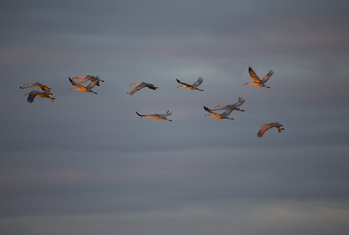 Sunset Flight