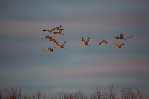 Fall Flight