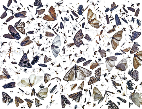 Insect diversity.