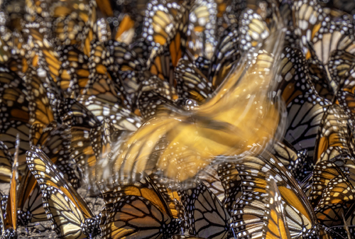 Monarchs