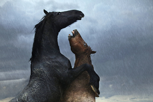 Raindance