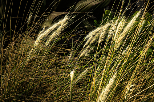 Blowing Grass