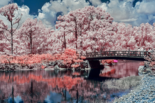 Japanese Garden
