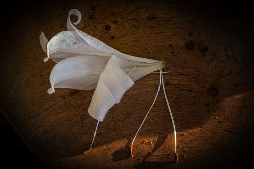 The Dead Lilly