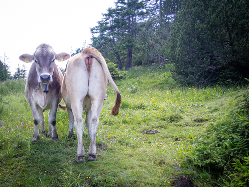 cows