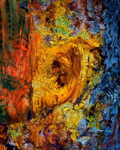 Pine Bark Beetle Damage