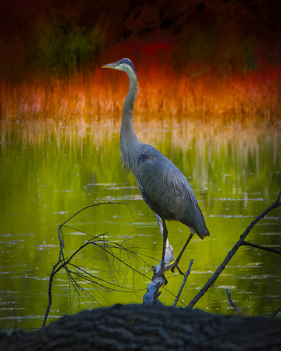 Blue Heron Asylum Lake