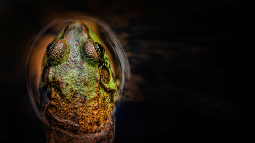 la grenouille