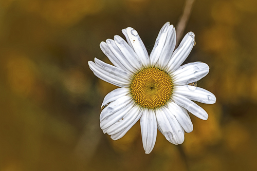 Simplicity
