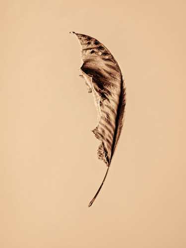 A flight of liberty