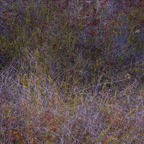 Monet 13