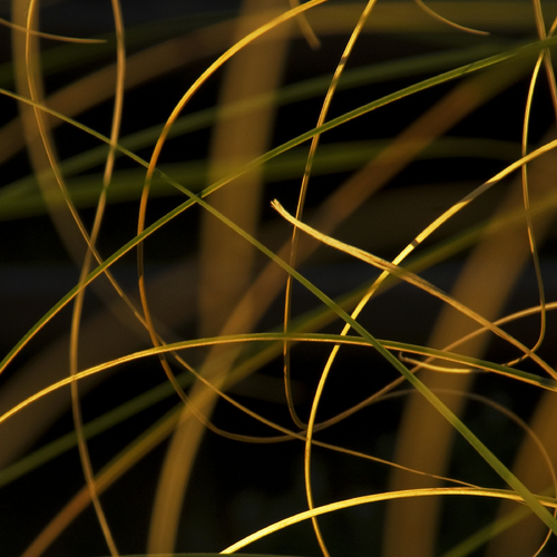 Pampas Grass