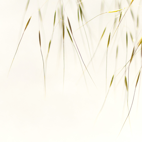 Grasses 02