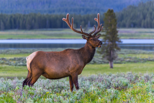 Elk
