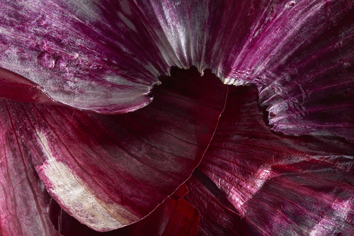 Red Onion Skin