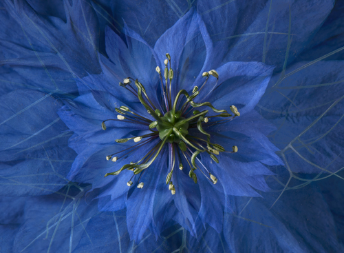 Love in a mist