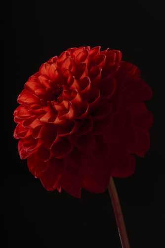 Crimson Pompom