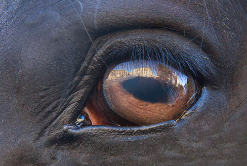 Horses Eye