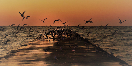 The Flight at dawn