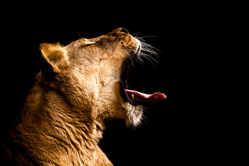 Primal Yawn