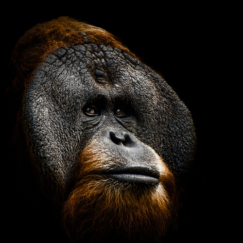 Thoughtful