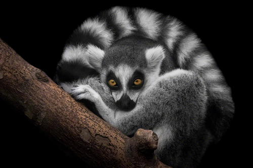 Lemur