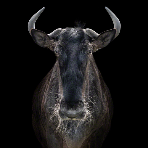gnu