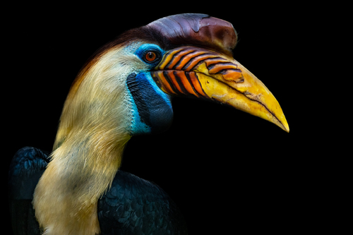 Hornbill