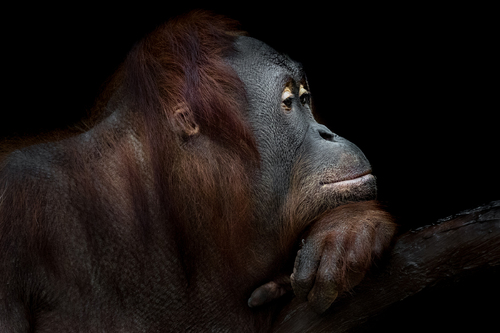 Orang Utan Portrait