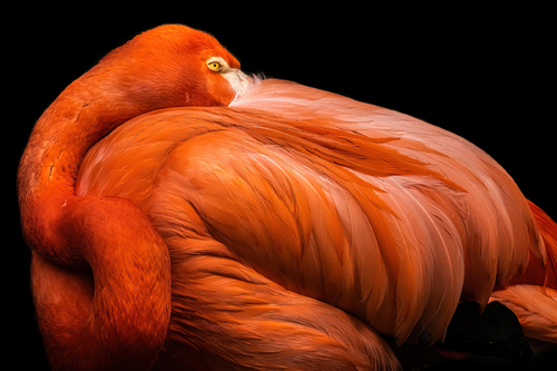 flamingo