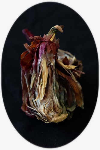Portrait of a dancing onion