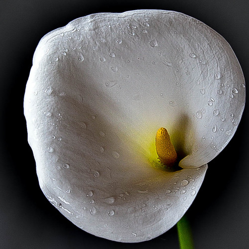 Rain Upon Lily