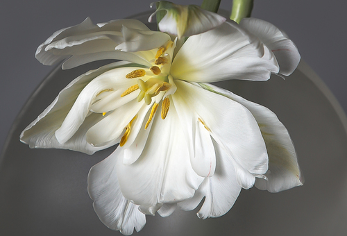 Dancing Tulip
