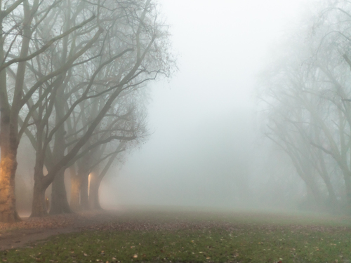 Foggy Park