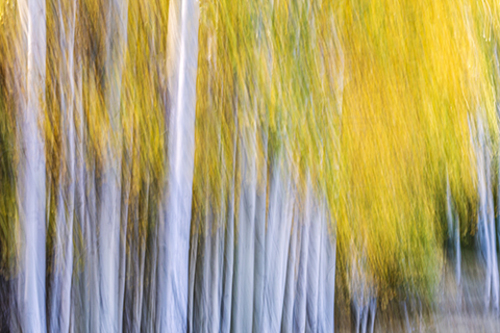 Quaking Aspen