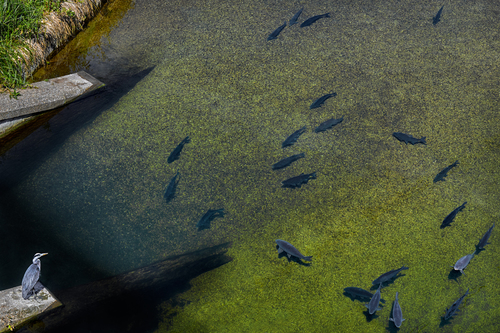 carp and heron