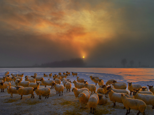 sheep in the snow