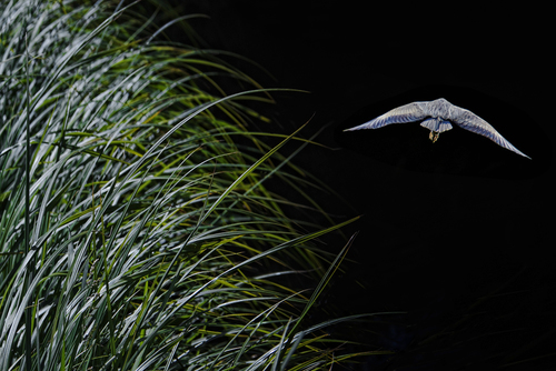 in flight