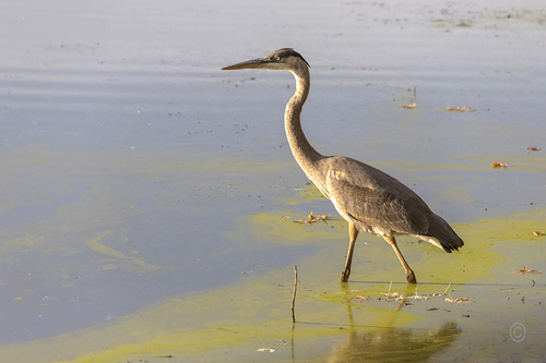 Heron 1