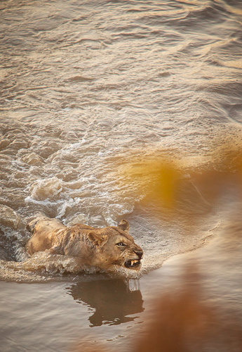 Lioness Escapes Crocodiles