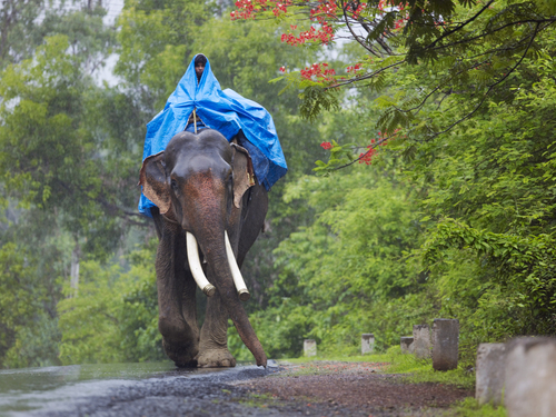 Monsoon India3