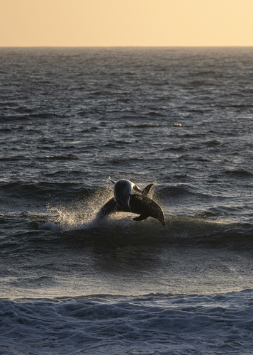Dolphins